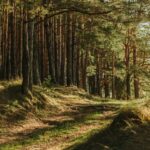 The Impact of Bitcoin Mining on Climate: Myths and Reality