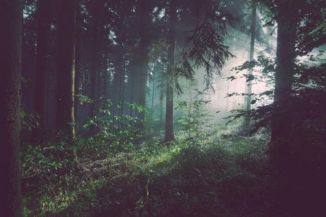 Interpol and Information Sharing: How a Global Network Helps Track and Catch Eco-Criminals